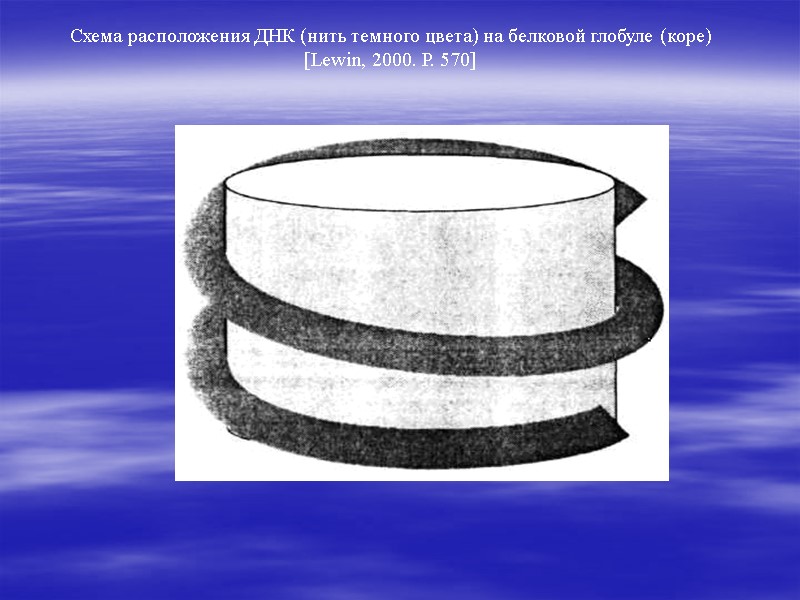 Схема расположения ДНК (нить темного цвета) на белковой глобуле (коре)    